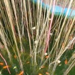 11 See the happy fish