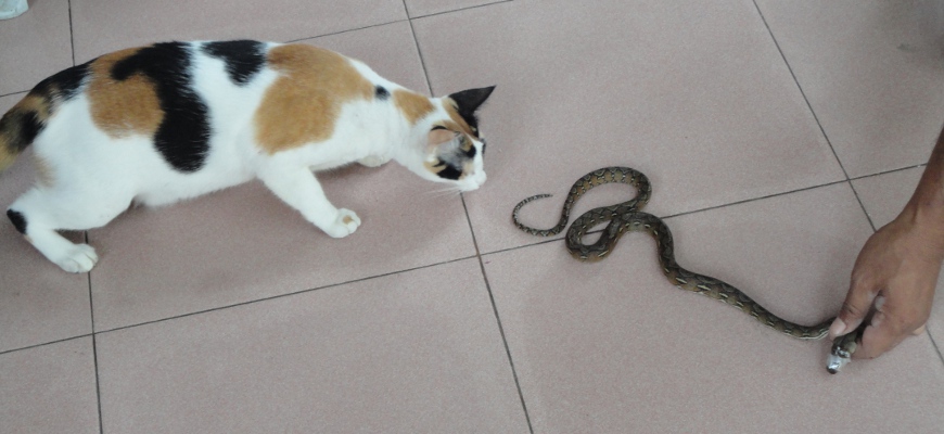 Sputnik is very cautious