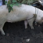 03 Guest starred at the party