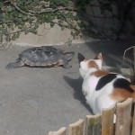 Do cats and turtles get along