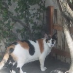 Drats my owners are still watching