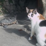 I think she wants to get the turtle