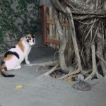 Maybe the little turtle should be my target