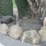 Original Turtleville