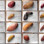 To show but a few types