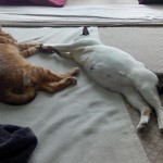 Two of our cats are resting