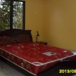 Color Rose Honey Bun or Yellow