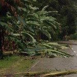 Banana trees did not fare well!