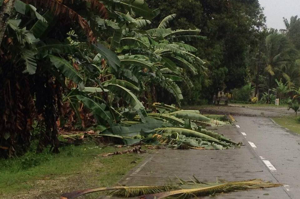 Banana trees did not fare well!