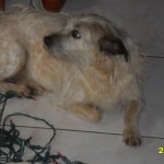 The dog could really care about any of it