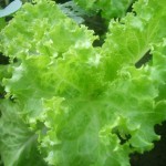 Organic Lettuce