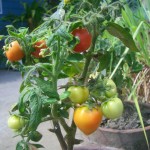 Tomatoes