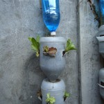 Drip Watering from a 2L pop bottle