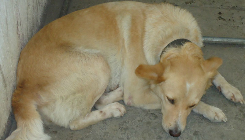 Fluffy in her better days