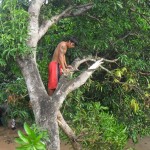 Still trimming the mango tree