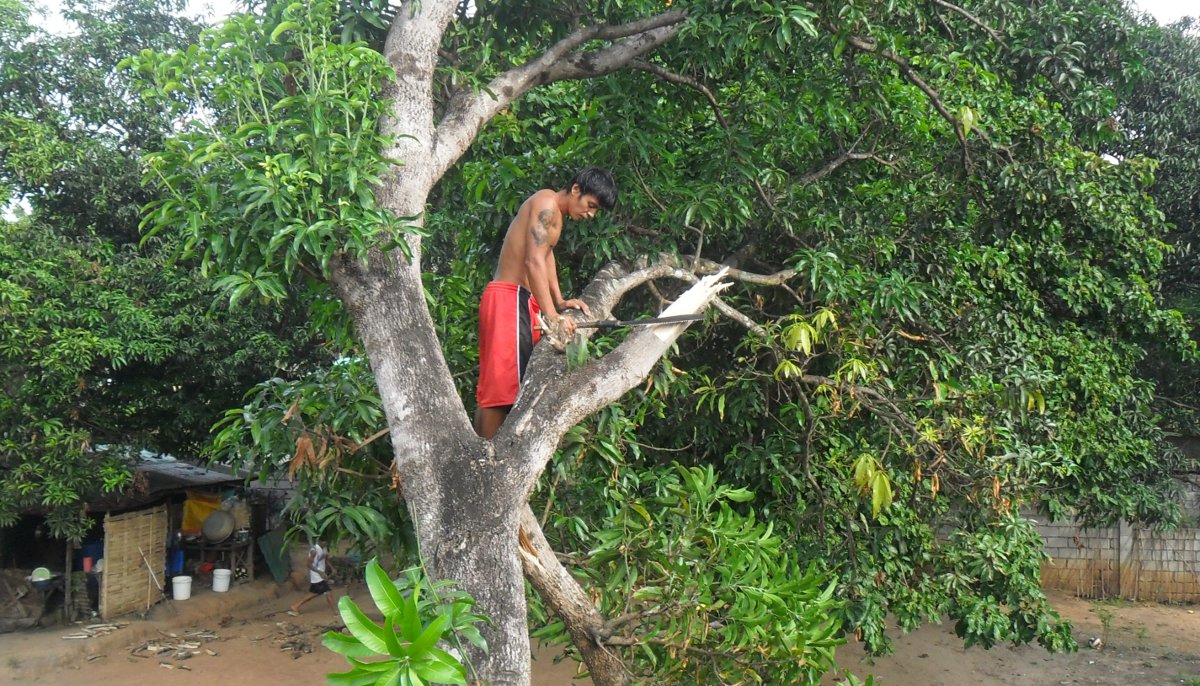 Still trimming the mango tree