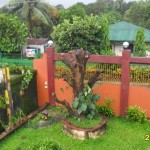 My mango tree 3 hours after the storm
