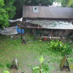 Roosters were found in the trees