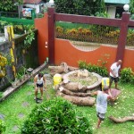 Goodbye to my mango tree