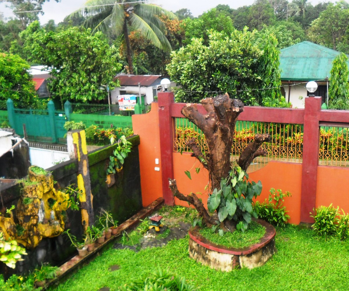 My mango tree after the storm