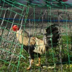 So mr Dog Army won't get him.