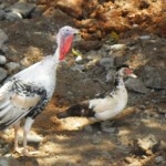 02Better than roosters