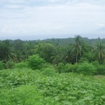 The gorgeous view of Davao gulf and th city. If good wearther permits you can see Mt. Matutum of Polomolok, South Cotabato!