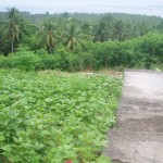 The pathway going down from the White House yard, just a walk away from the land for sale!