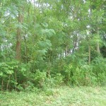 The view of some part of the land!