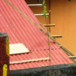 Please trim the trusses