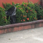 Collecting stray basura on our wall