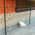 My dog Bonito likes it