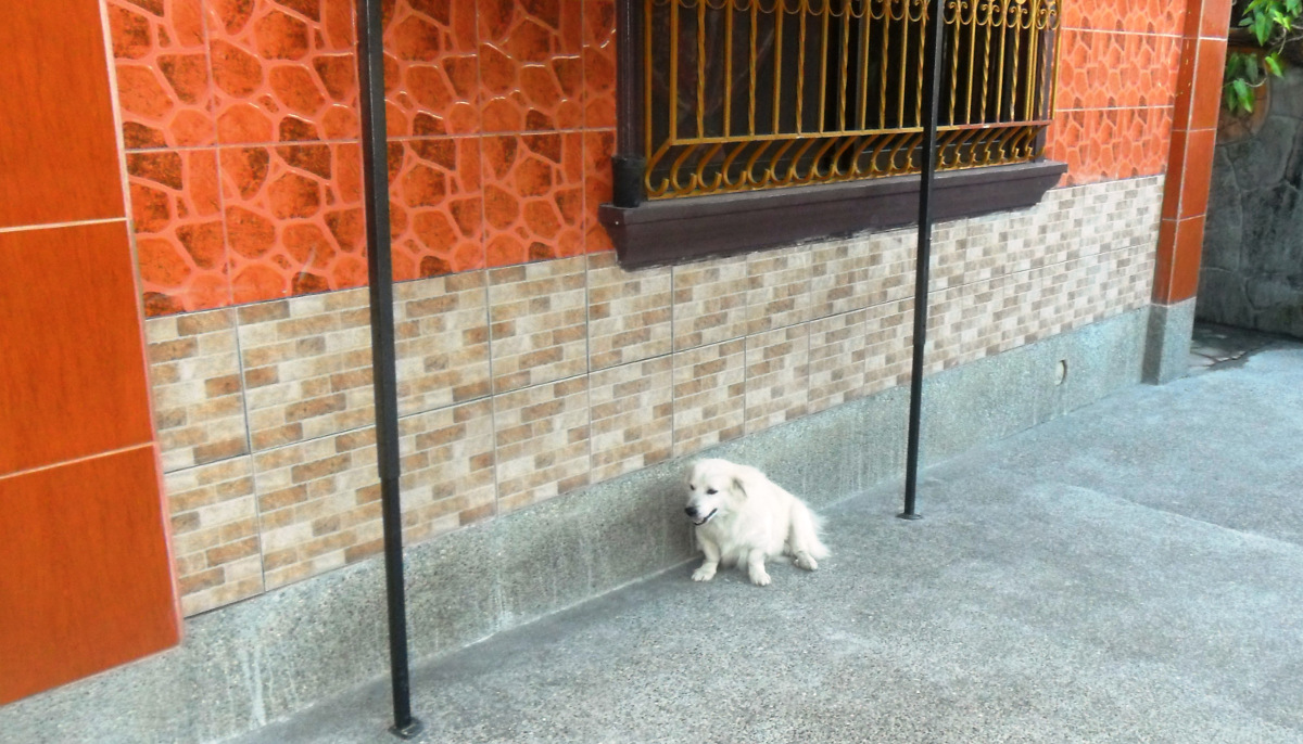 My dog Bonito likes it