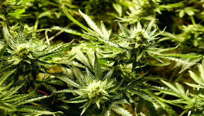 Herbal medicines are not available yet in the Philippines