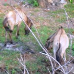 Parking horses next to my house