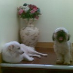 Her resting spot when I was gone to sea