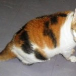 The spawn of the devil