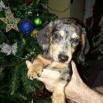 my Christmas present Fritz