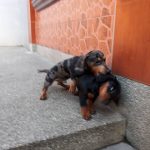 They play from sunup to sundown