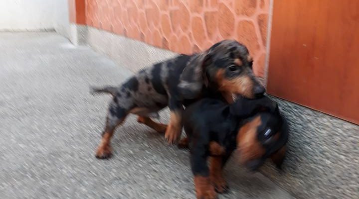 They play from sunup to sundown