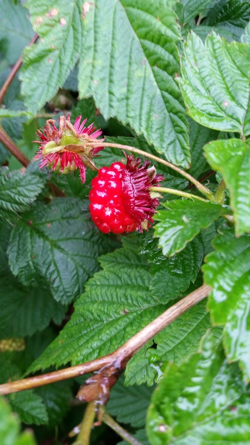 Yummy berries are everywhere