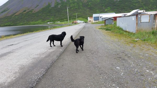 Jared likes these dogs, but they look like bear cubs